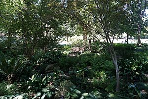 Dallas Arboretum and Botanical Garden September 2017 25 (Palmer Fern Dell)