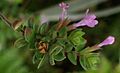 Detail leafs and flowers M. Glomerata