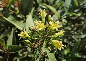 Diervilla rivularis kz03
