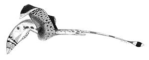 Dimorphodon-macronyx jconway