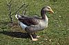 Domesticated greylag goose in skagen denmark 6th of may 2006.jpg