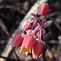 Echeveria amoena flores