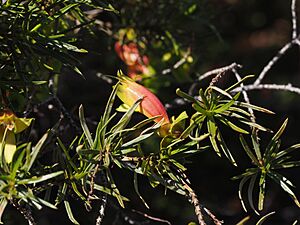 Eremophila linearis (floral tube)