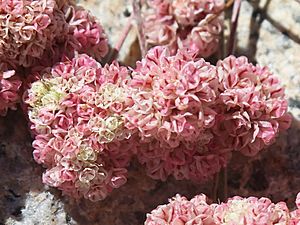 Eriogonum lobbii prostrate buckwheat bright-pink flowers close