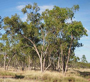 Eucalyptus brownii.jpg