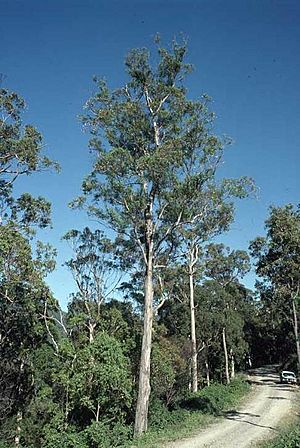 Eucalyptus canaliculata.jpg