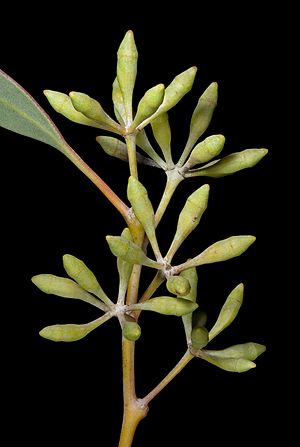 Eucalyptus celastroides - Flickr - Kevin Thiele (1)