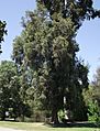 Eucalyptus gomphocephala 1