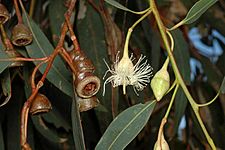 Eucalyptus longifolia buds, flowers, fruit