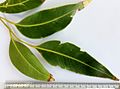 Eucalyptus robusta - adult leaves 02