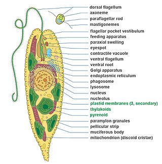 Euglenid body plan