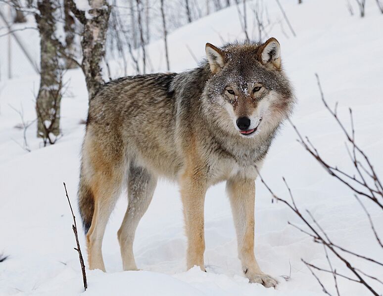 Eurasian wolf 2