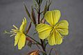 Evening primrose Oenothera elata two flowers