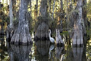 Everglades National Park cypress