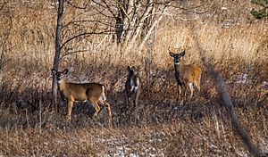 Famiy of Deer in Rouge Urban Park