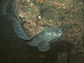 February 2, 2012 Wolf Eel (really a fish!) in Puget Sound (6842178290)