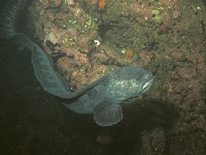 February 2, 2012 Wolf Eel (really a fish!) in Puget Sound (6842178290).jpg