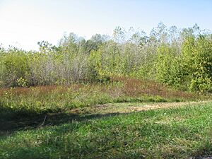 Field and woods at Daugherty-Monroe