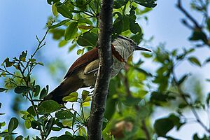 Giant Wren - Chiapas - Mexico S4E7860 (17166671332).jpg