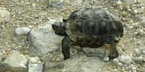 Gopherus berlandieri, Texas Tortoise, Tamaulipas