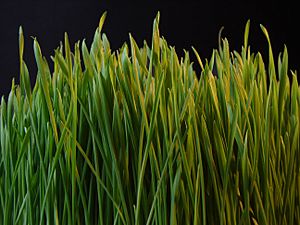 Grass dsc08672-nevit