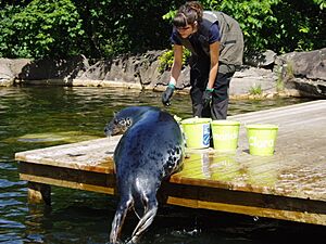 Grey seal feeding Skansen