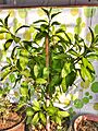 Gynura procumbens (Diabetes plant) (1)
