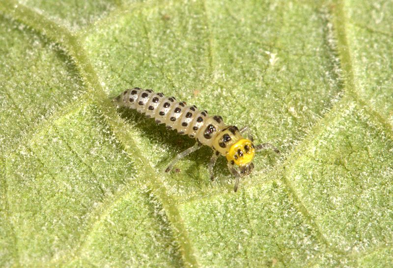 Illeis galbula in Sydney 01