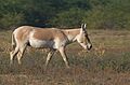 Indian Wild Ass in the Rann of Kutch