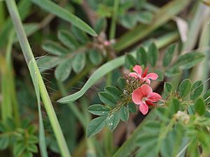 Indigofera linnaei Ali (6256597365).jpg