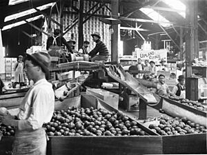Interior of citrus packing house, Ontario, ca.1905 (CHS-1677)