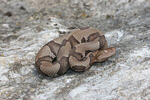 IowaHerps Agkistrodon contortrix