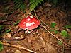 Kellettsville, Kingsley TWP, Forest Co PA mushroom.jpg