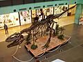 Kostra giganotosaura