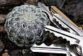 Lace Cactus (Echinocereus reichenbachii) 2