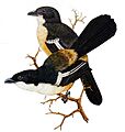 Laniarius ferrugineus00