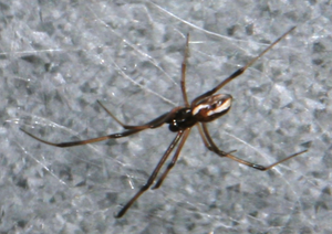 Latrodectus hasselti male.png