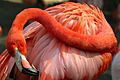 Lightmatter flamingo2