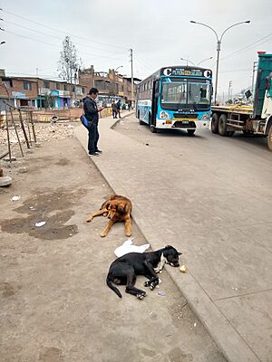 Lima Peru- street dogs at the bus stop