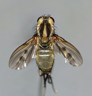 Limnohelina bivittata - dorsal view 01.jpg