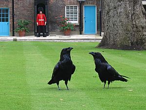 London tower ravens