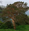 Luma apiculata 2019