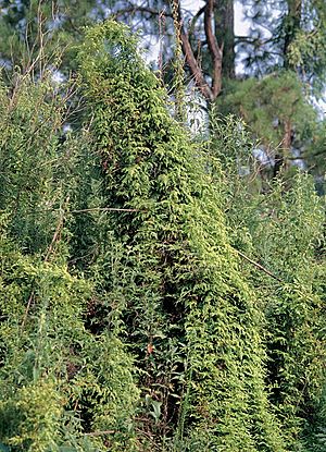 Lygodium japonicum.jpg