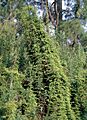 Lygodium japonicum