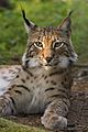 Lynx lynx poing