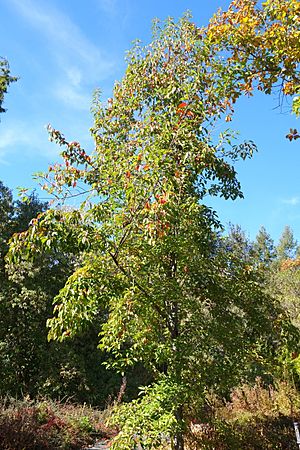 Malus doumeri - Quarryhill Botanical Garden - DSC03639.JPG