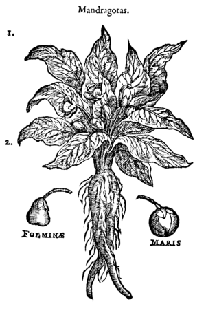Mandragoras 454 Dodoens 1583