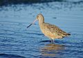 Marbled Godwit Northern California