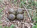 Masked Lapwing Eggs