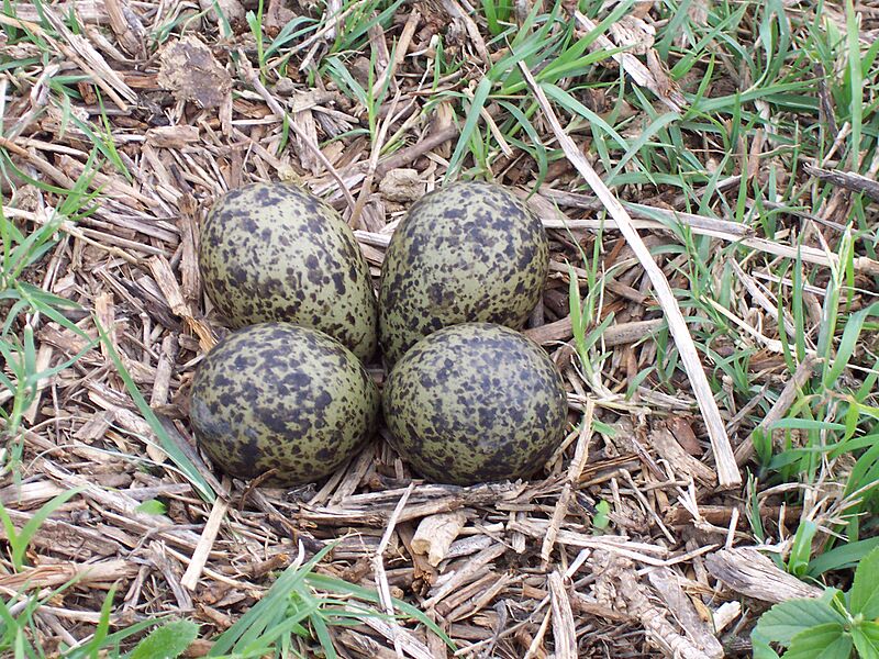 Masked Lapwing Eggs
